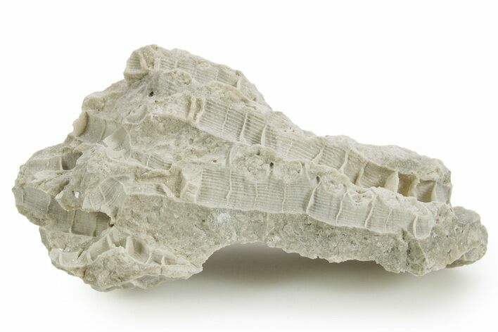 Silurian Dolostone w/ Sparkling Fossil Coral (Fletcheria) - Ohio #362624